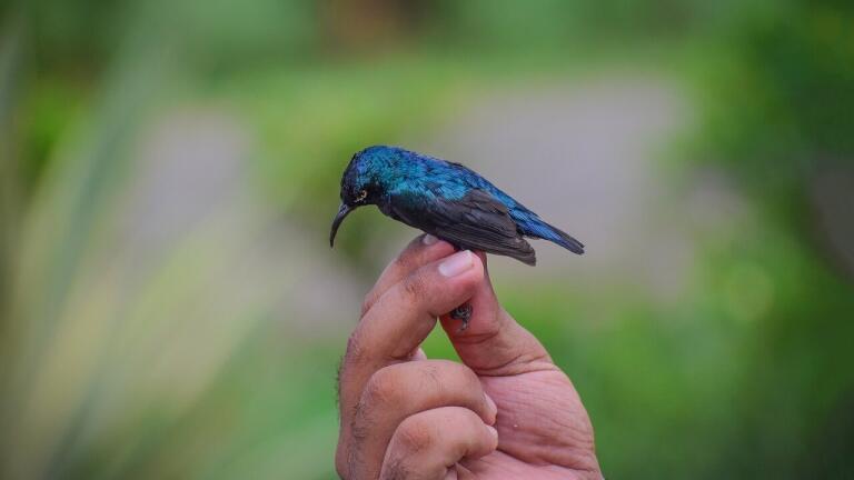 Why Are Birds Shrinking?