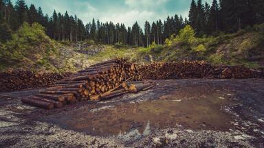 Environment in the 2010s - Deforestation