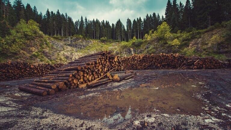 Environment in the 2010s - Deforestation