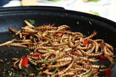 How Mealworms Can Reduce Plastic Pollution