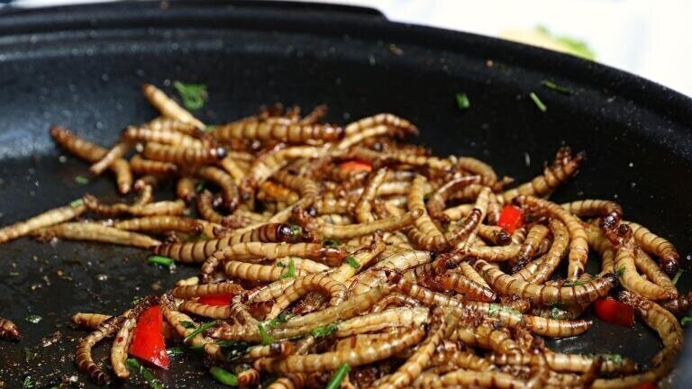 How Mealworms Can Reduce Plastic Pollution