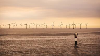 How Does Offshore Energy Affect Marine Life?