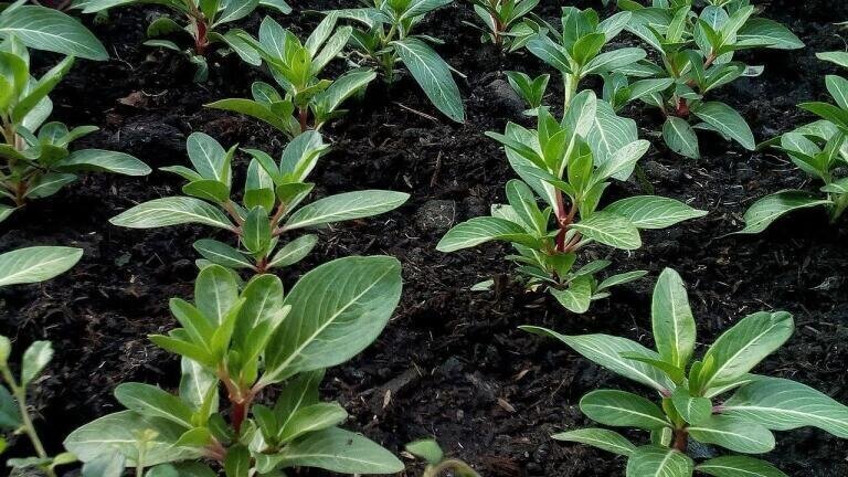 Should Big Polluters Pay for Tree Planting?