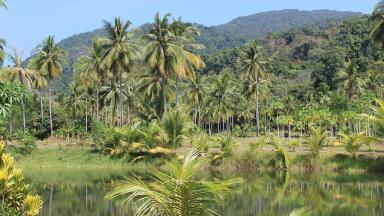 Do Forests Absorb Carbon?