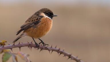 What Is a 'Super National Nature Reserve'?