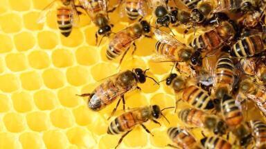 Bees Are Suffering from a Virus of Their Own, Scientists Find