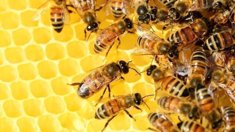 Bees Are Suffering from a Virus of Their Own, Scientists Find