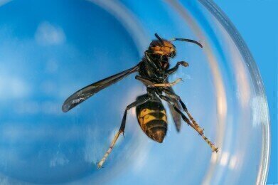 Why Is the Asian Giant Hornet a Threat to the US?