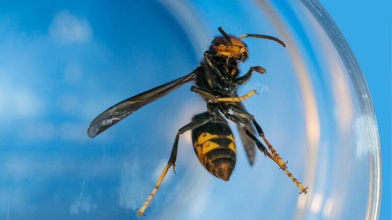 Why Is the Asian Giant Hornet a Threat to the US?