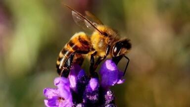 What Are the Best Plants for City Bees?