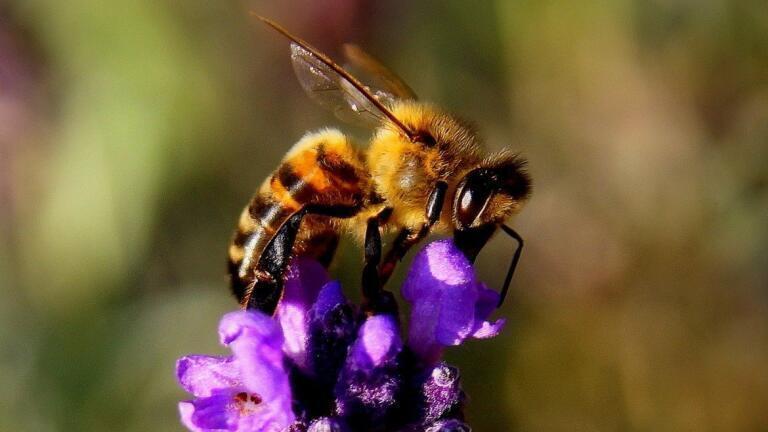 What Are the Best Plants for City Bees?
