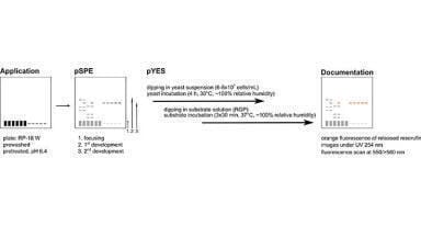 Screening for Estrogen Active Nonylphenols in Water by Planar Solid Phase Extraction - Planar Yeast Estrogen Screen