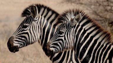 World Environment Day 2020 Focuses on Biodiversity