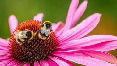 How Do Bees Accelerate Flowering?