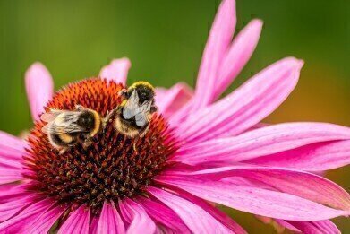 How Do Bees Accelerate Flowering?