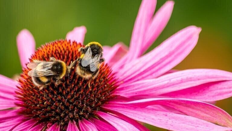 How Do Bees Accelerate Flowering?
