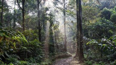 Football Pitch-Sized Forest Lost Every Six Seconds