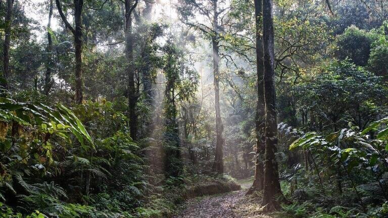 Football Pitch-Sized Forest Lost Every Six Seconds