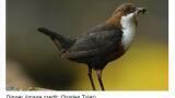 Scientists find first evidence of microplastics passing from insects to predators in rivers