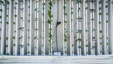 What Is Vertical Farming?