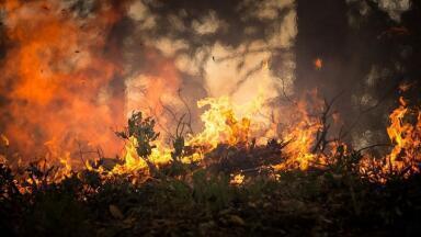 Can Forests Return After Wildfires?