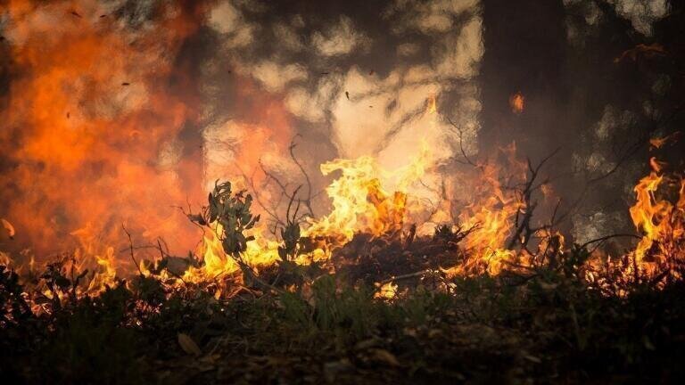 Can Forests Return After Wildfires?