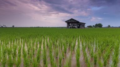 What Are Flood-Resistant Crops?