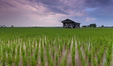 What Are Flood-Resistant Crops?