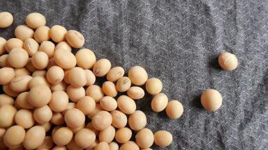 Is Soya Bad for the Environment?