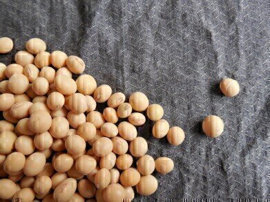 Is Soya Bad for the Environment?