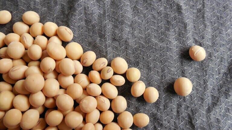 Is Soya Bad for the Environment?