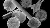 New project aims to provide genetic insights into key aquatic microbes