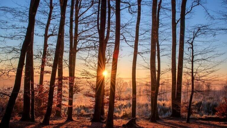 How Much Carbon Can Trees Take In?