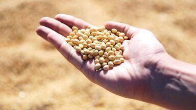 Does Soya Contribute to Deforestation?