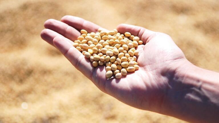 Does Soya Contribute to Deforestation?