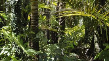How Has the Pandemic Affected Deforestation in 2020?