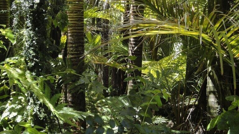 How Has the Pandemic Affected Deforestation in 2020?