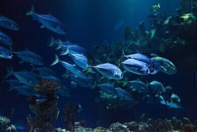 14 Countries Pledge to End Overfishing