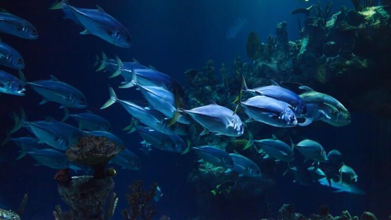 14 Countries Pledge to End Overfishing