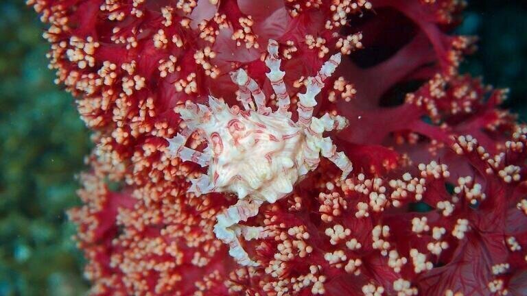 Can Crabs Help Coral Reefs?