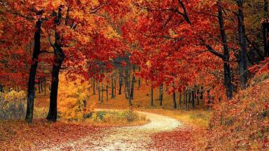 4 Key Trends That Could Impact Forests