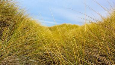 Can Seagrass Tackle Microplastic Pollution?