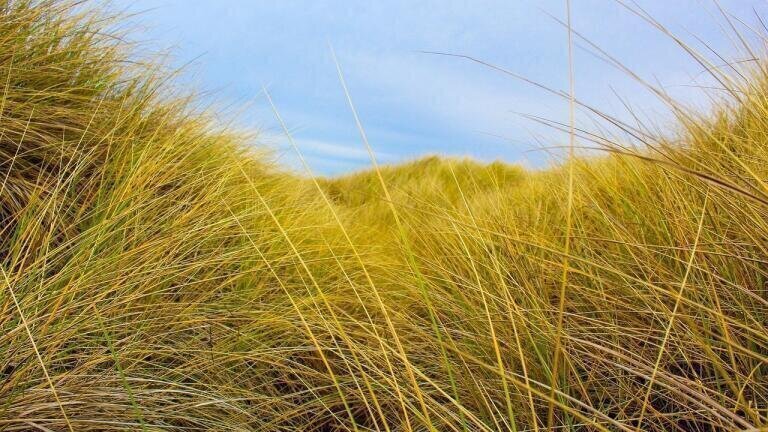 Can Seagrass Tackle Microplastic Pollution?