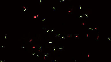 New discovery of the effects of pollutants on fertility