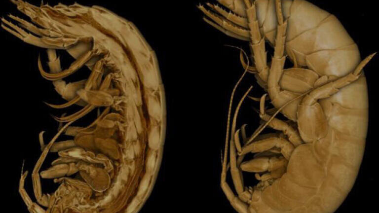 CT image looking inside a shrimp.