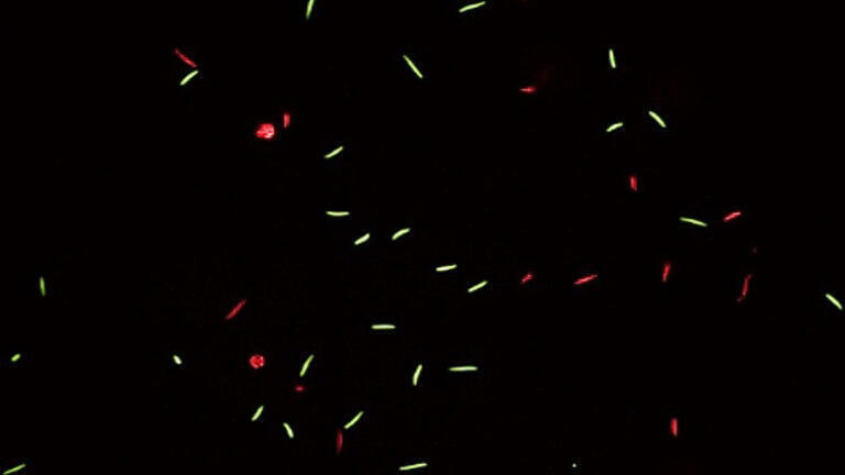New discovery of the effects of pollutants on fertility
