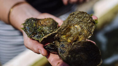 England’s first native oyster restoration hatchery will restore millions of oysters to the Solent