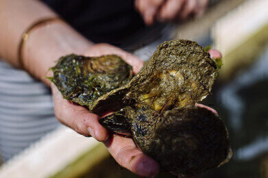 England’s first native oyster restoration hatchery will restore millions of oysters to the Solent