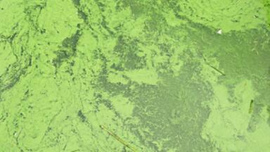 New type of toxin seen to release from scum, which sits on ponds and lakes across the world