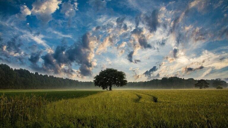 How Does Climate Change Affect Food Production?